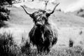 Highland Cow Black and White